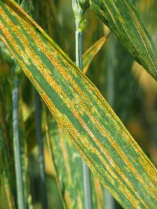 feuille de blé infectée par Puccinia striiformis f. sp. tritici