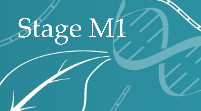vignette stage M1.png