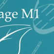 vignette stage M1.png
