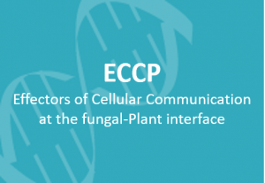 eng-ECCP.png