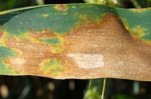 zymoseptoria tritici