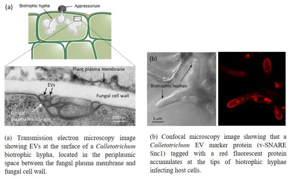 Extracellular-vesicules